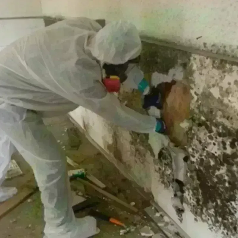 Mold Remediation and Removal in Chinle, AZ